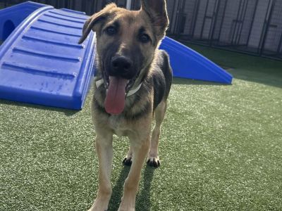 RILEY GS - German Shepherd Dog Male Puppy for Adoption