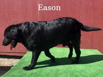 AKC Black English Labrador Stud Service