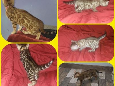 TICA registered bengal cats for sale
