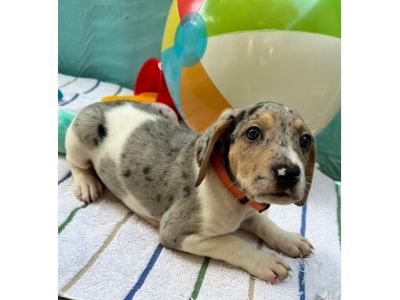 Kumquat - Treeing Walker Coonhound/Mixed Breed (Medium) Mix Male Puppy for Adoption