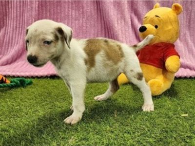 Duchess 2025 F1 - Female Catahoula Leopard Dog Puppy for Sale
