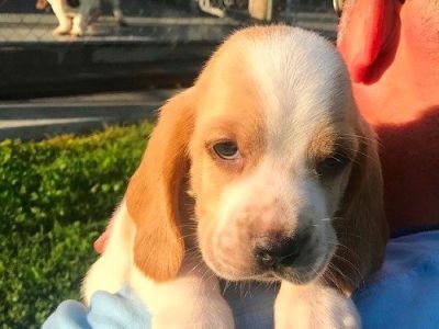 Male and female Basset Hound born on super bowl Sunday for sale