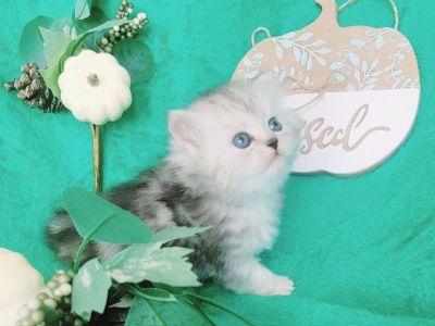 Silver Shaded Dollface Persian kittens