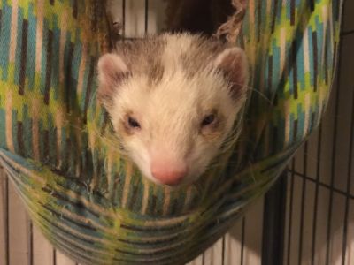 Ferrets and Cage