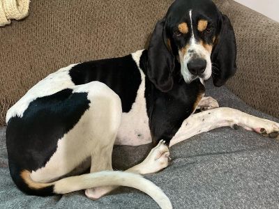 Chance - Coonhound Male Dog for Adoption