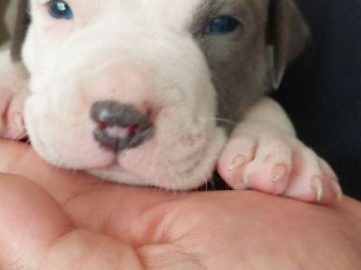 PITBULLS PUPPIES