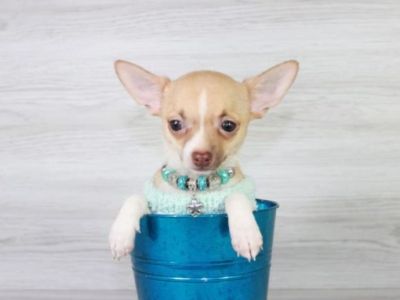 Teacup & Toy Chihuahua Puppies