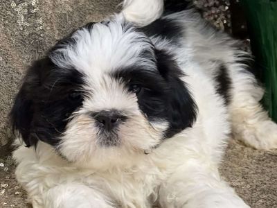 Justin - Shih Tzu Puppy For Sale in New York