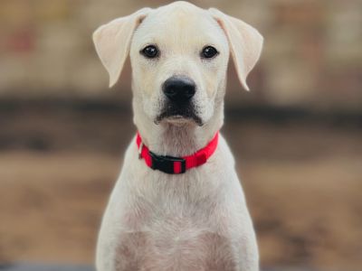 Forrest - Labrador Retriever Mix Male Dog for Adoption