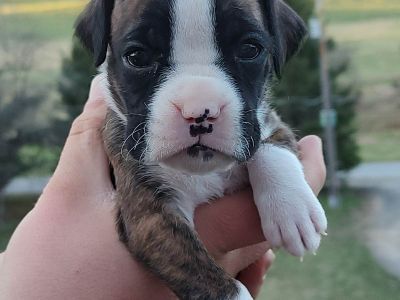 AKC Boxer Puppies