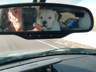 American bulldog male