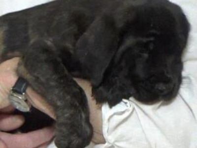 FLYING W AMERICAN MASTIFF PUPPY CHRISTMAS SPECIAL