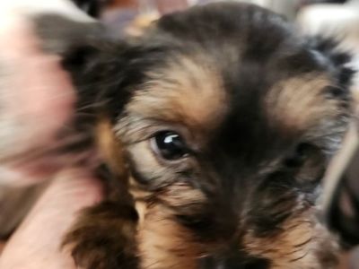 Yorkie mix puppies