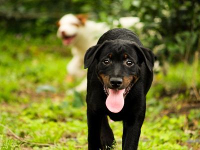 Tiny - Mixed Breed Male Dog for Adoption