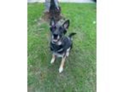 Adopt Athena - COURTESY POST a German Shepherd Dog
