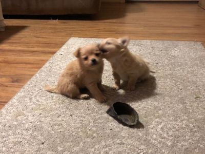 Pomchi puppies