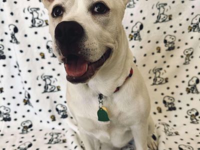 Ella - American Bulldog & Carolina Dog Mix Female Dog for Adoption