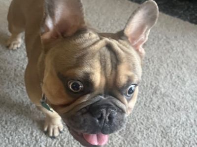 French budog