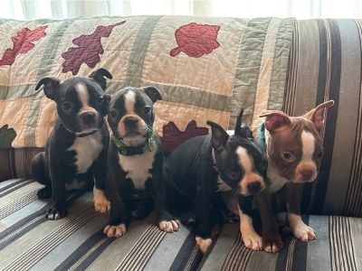 Litter of 2 - Boston Terrier Male Puppy for Sale