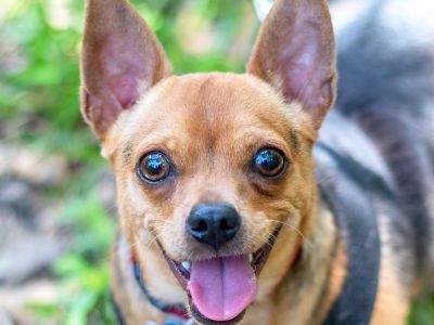 Scooby - Chihuahua Male Puppy for Adoption