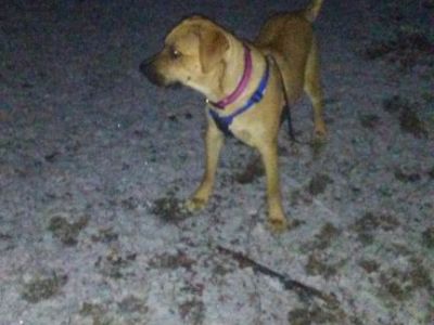 Free dog