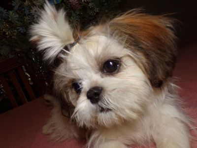 Full AKC 6 Mo Old Female Imperial Shih Tzu