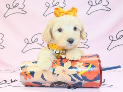 Gorgeous Maltipoo Puppies For Sale