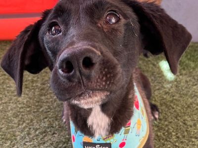 Nolbert - Labrador Retriever Mix Male Puppy for Adoption