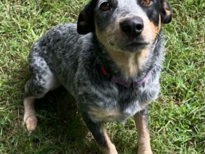 Jasmine - Australian Cattle Dog / Blue Heeler Female Dog for Adoption