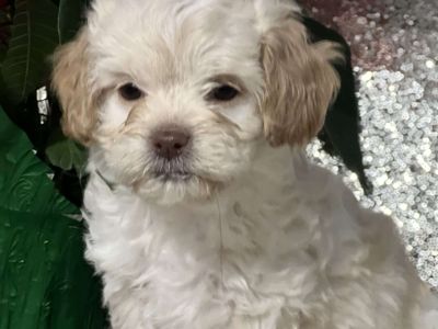 Genie - Miniature Poodle Mix Puppy For Sale in New York