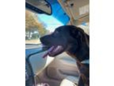 Adopt Belle a Brown/Chocolate Labrador Retriever / Mixed dog in Brandon
