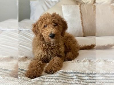 GOLDEN DOODLE PUPPIES
