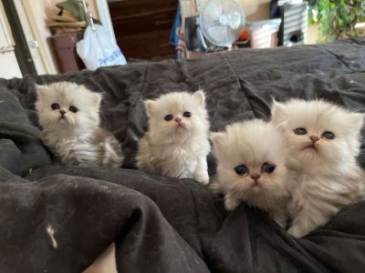 Fluffy, silver chinchilla, Persian kittens for sale