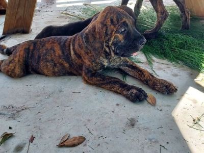 Presa canario puppies