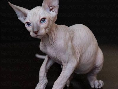 Canadian Sphynx