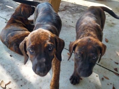 Presa canario puppies