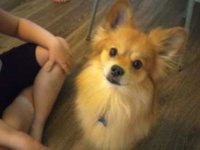 Chulo - Pomeranian Male Dog for Adoption