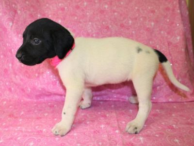 Labrador Hybrid Retriever Puppies