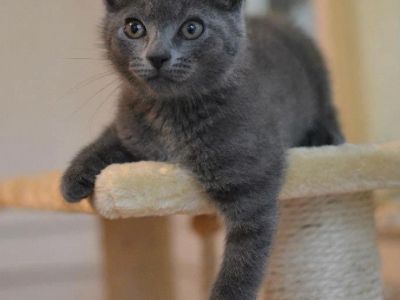 WANTED: Gray blue kitten
