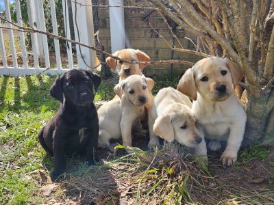 Lab  puppies for adoption