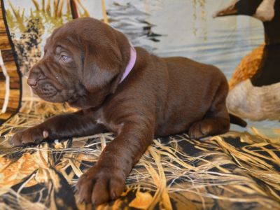 Labrador Hybrid Retriever Puppies & Started Dogs DFW