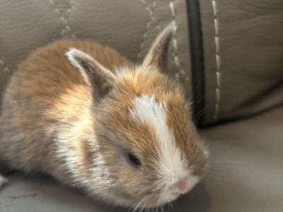 Netherland Dwarf Bunnies/Rabbits for sale