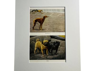 1919 Pug Dogs Whippet Print