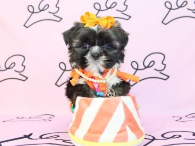 Tiny Shih Tzu Puppies For Sale