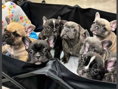 AKC French Bulldog Puppies