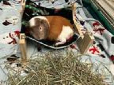 Squid, Guinea Pig For Adoption In Tujunga, California