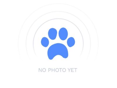 Meet Luna, a Petstablished German Shepherd Dog Dog