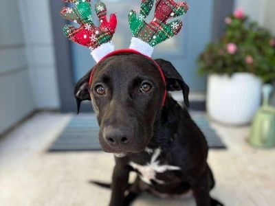 Meryl Streep - Pit Bull Terrier Mix Female Dog for Adoption