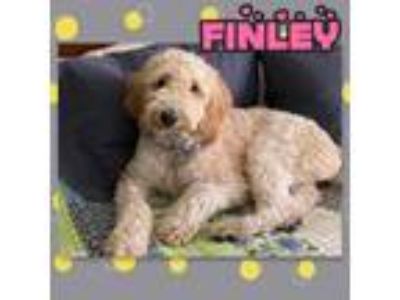 Adopt Finley a Poodle, Golden Retriever