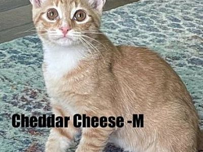 Cheddar Cheese Kitten - Domestic Shorthair Male Cat for Adoption